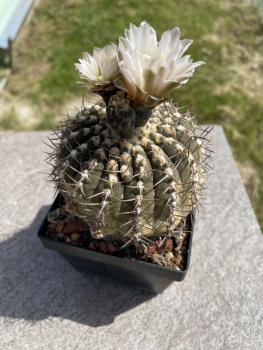Gymnocalycium stellatum